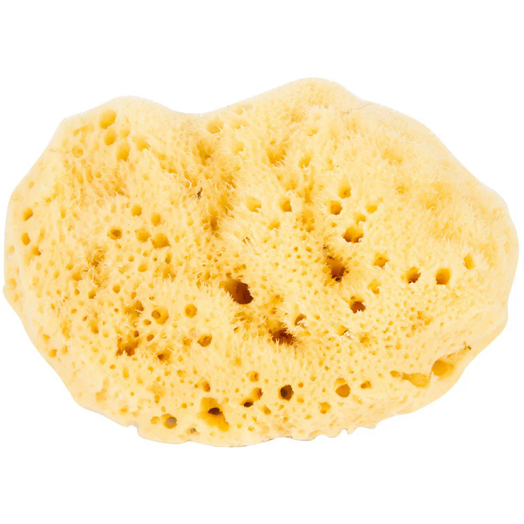 Natural Sea Sponge