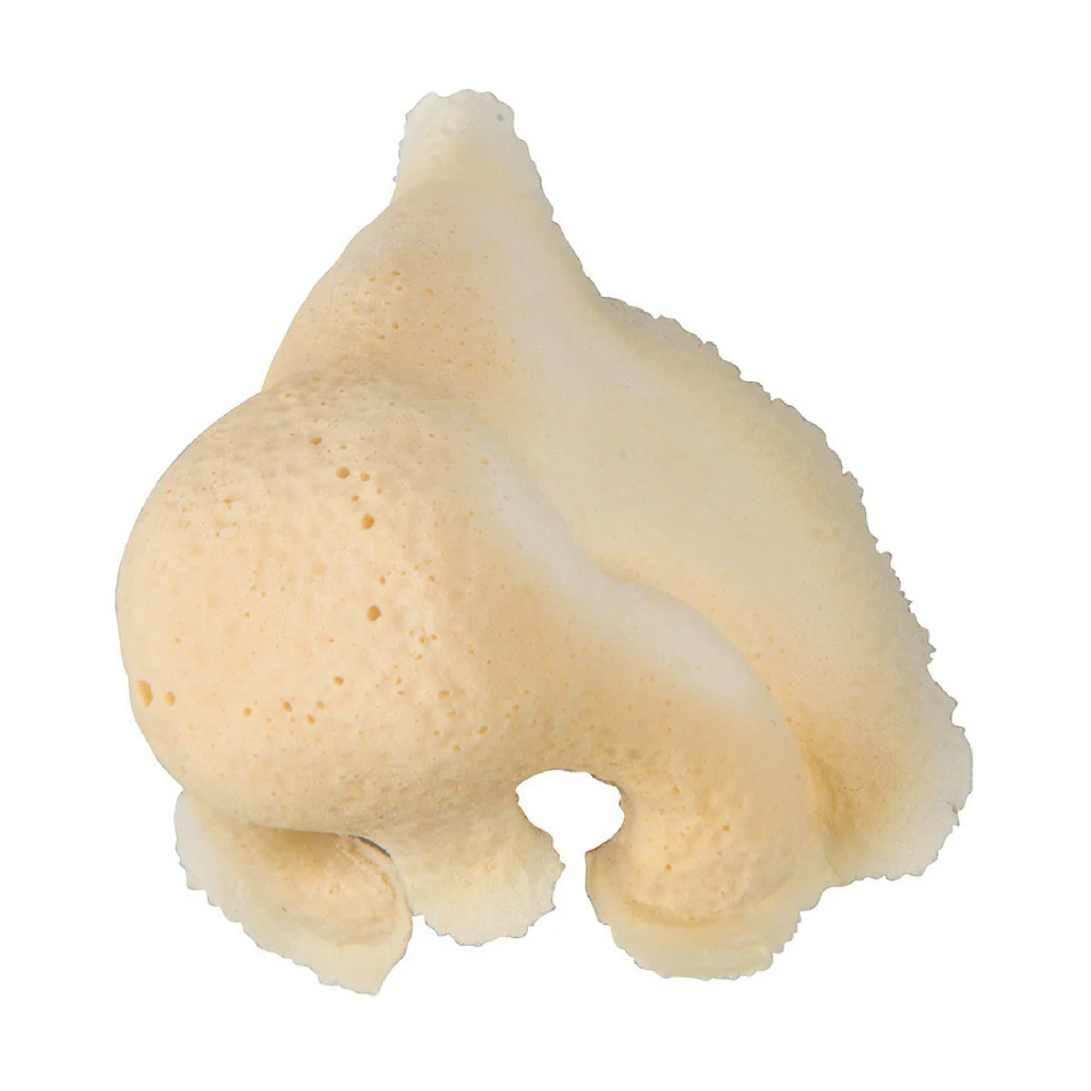 Rubber Wear Bulbous Nose